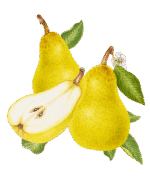 Wyld Pear CBG Gummies - Premium CBD & CBG Pear Flavored Gummies for Relaxation - Image 3