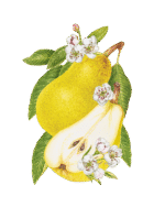Wyld Pear CBG Gummies - Premium CBD & CBG Pear Flavored Gummies for Relaxation - Image 4
